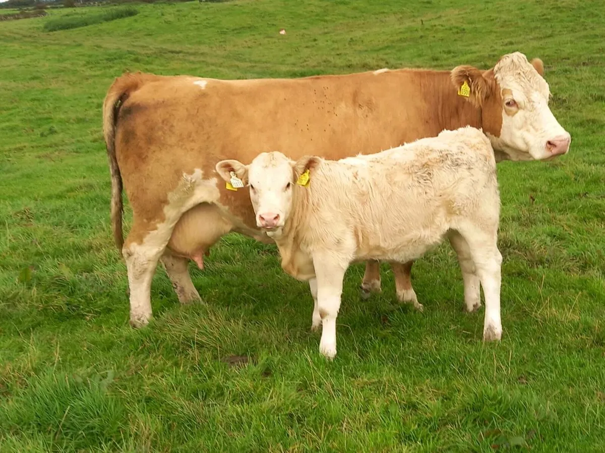 COW WITH CALF AT FOOT - Image 1