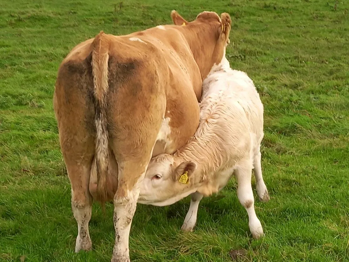 COW WITH CALF AT FOOT - Image 2