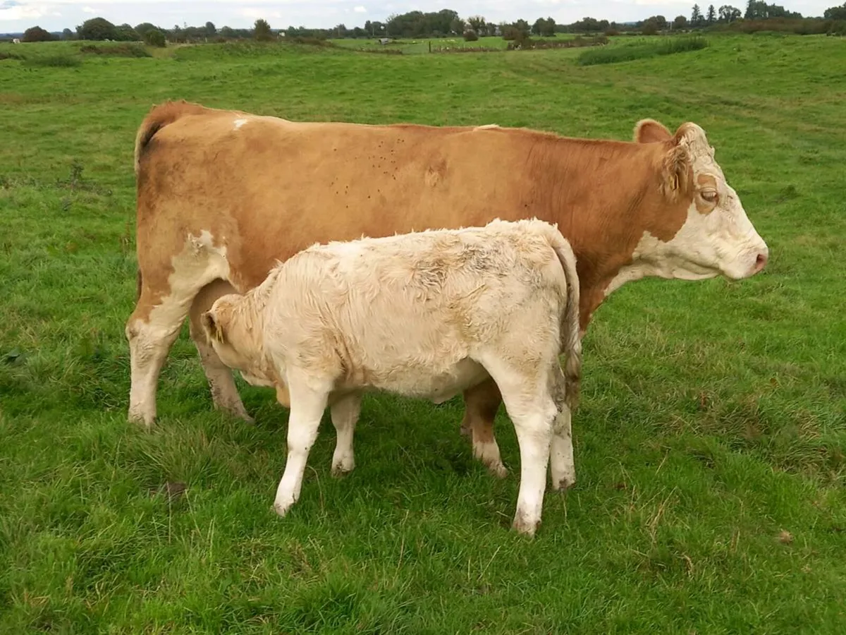 COW WITH CALF AT FOOT - Image 3