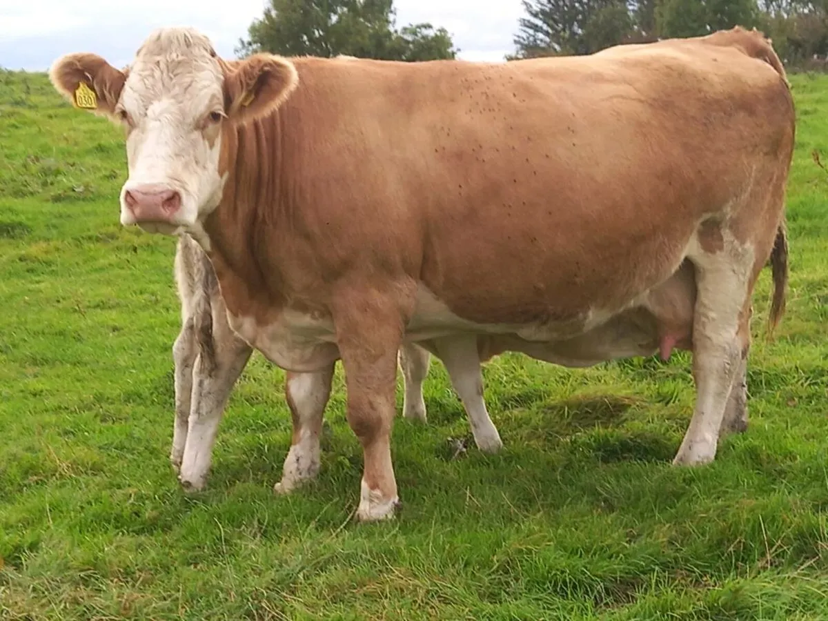 COW WITH CALF AT FOOT - Image 4