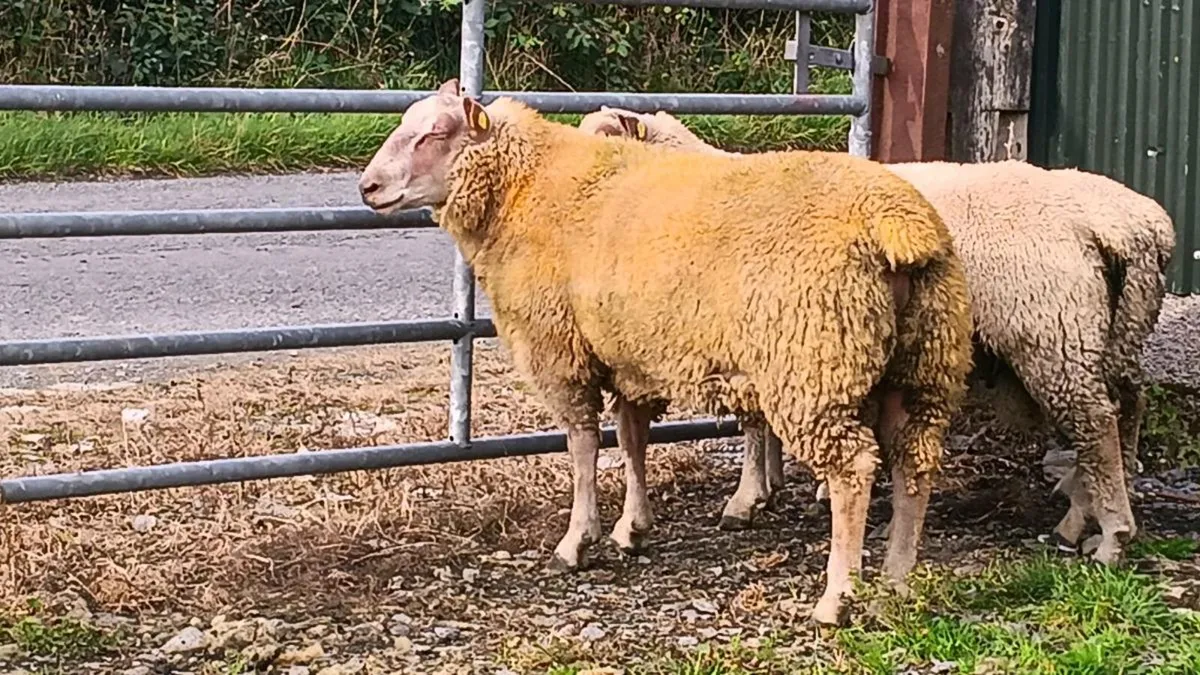 5 Pb reg charollais rams for sale - Image 1