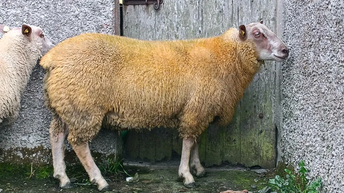 5 Pb reg charollais rams for sale - Image 2