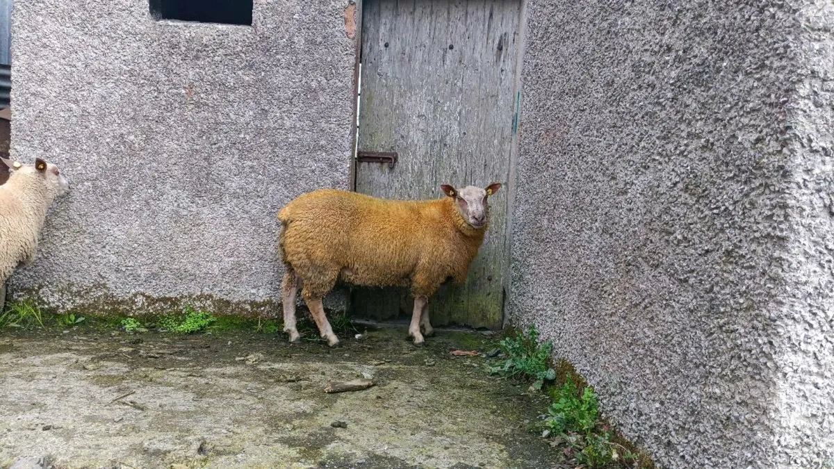 5 Pb reg charollais rams for sale - Image 3
