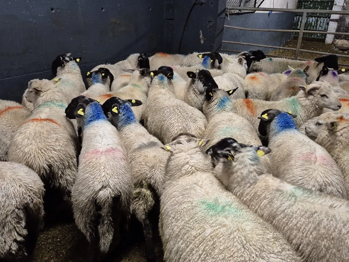 💥73 Weather Lambs💥 - Image 2