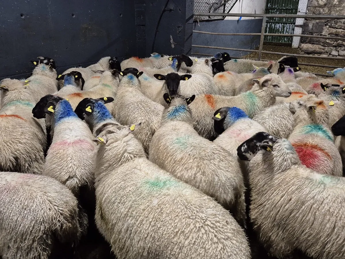 💥73 Weather Lambs💥 - Image 1