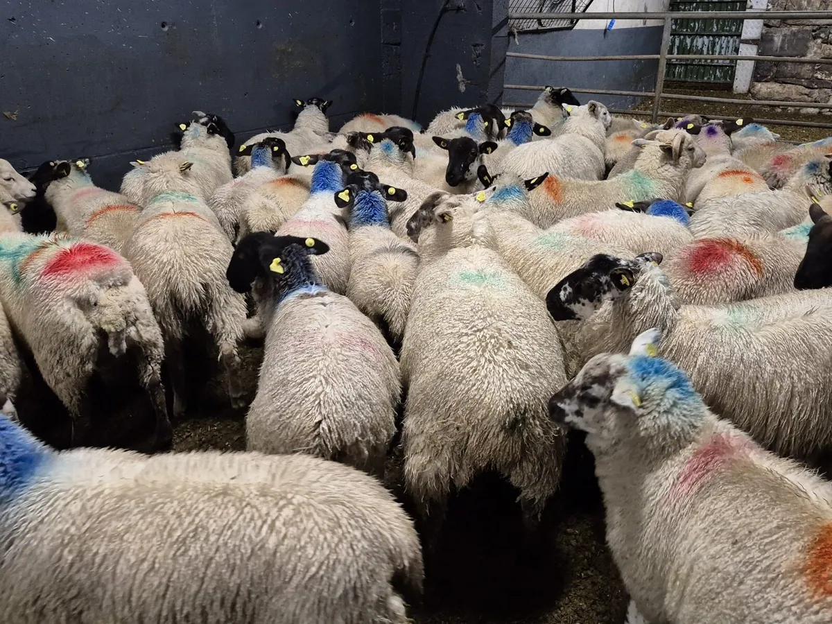 💥73 Weather Lambs💥 - Image 3