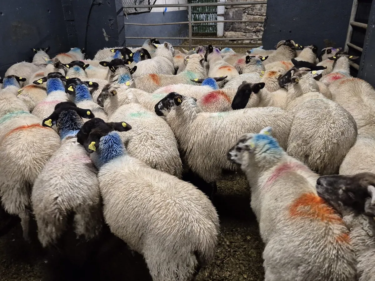 💥73 Weather Lambs💥 - Image 4