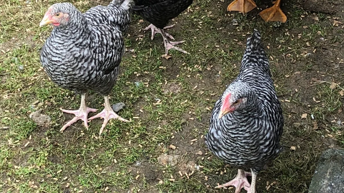 Chicks & cockerels - Image 4