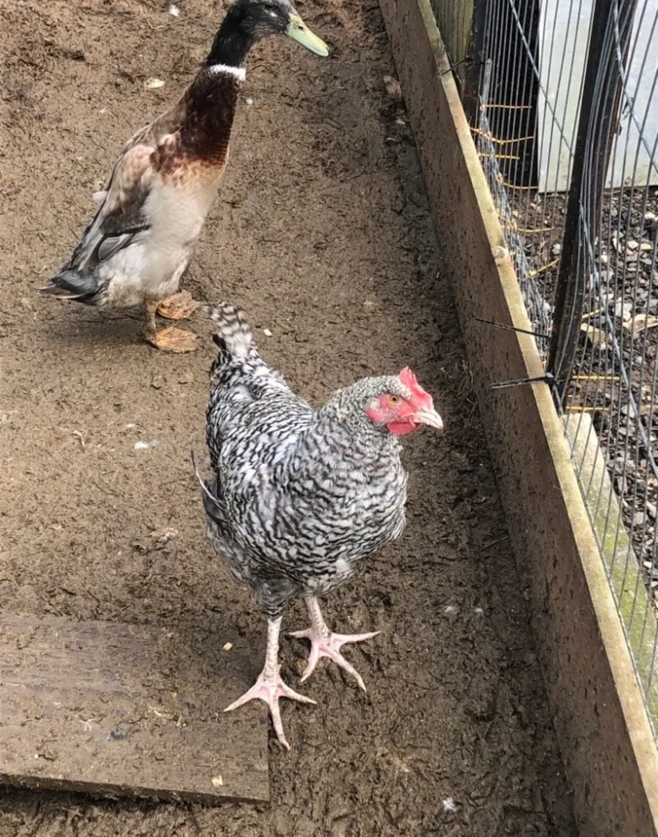 Chicks & cockerels - Image 1
