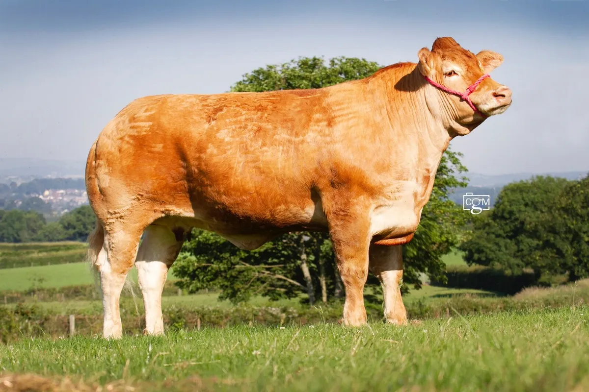 Heifer - Image 4