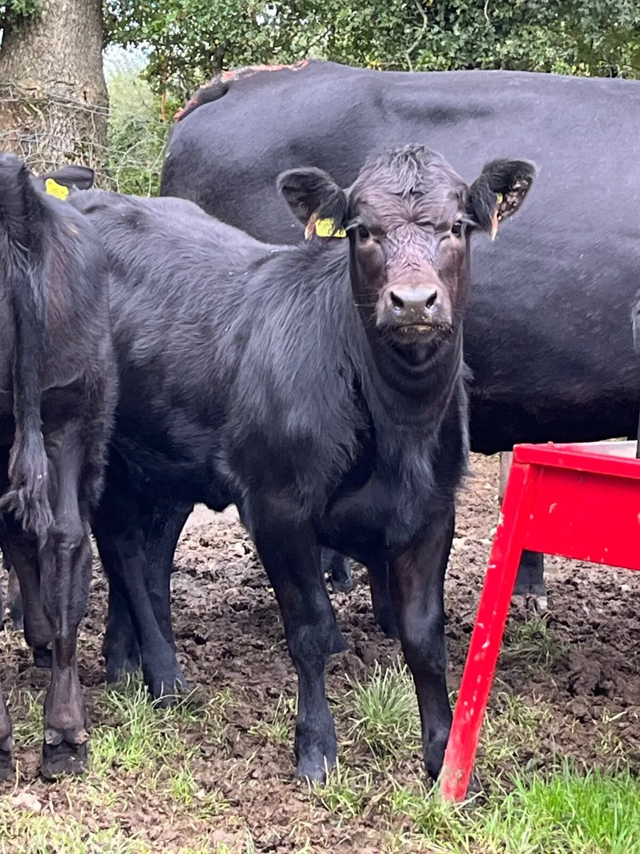 Ai Bred Aberdeen Angus Cow & Calf - Image 1