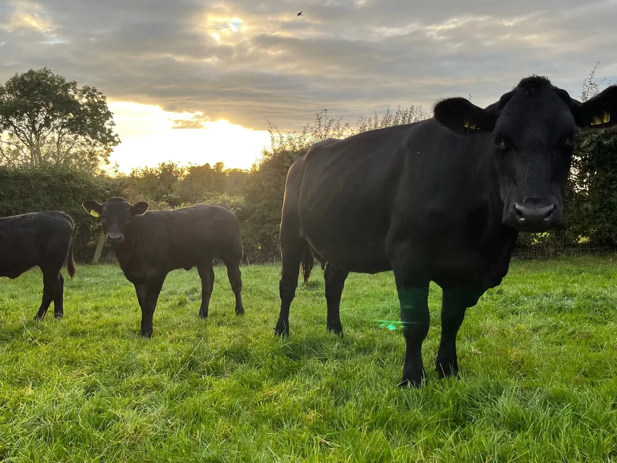 Ai Bred Aberdeen Angus Cow & Calf - Image 2