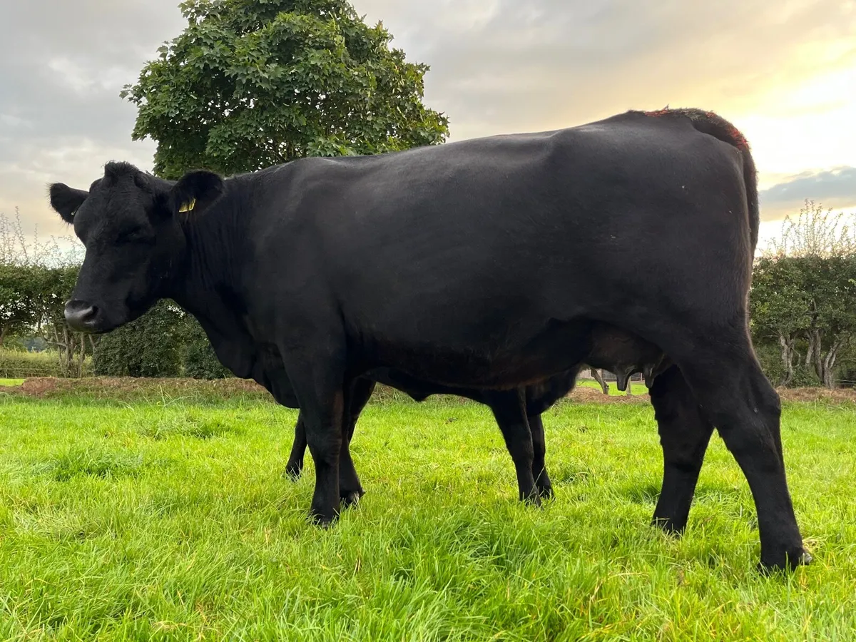 Ai Bred Aberdeen Angus Cow & Calf - Image 3