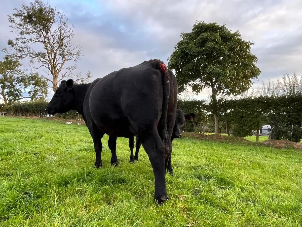 Ai Bred Aberdeen Angus Cow & Calf - Image 4