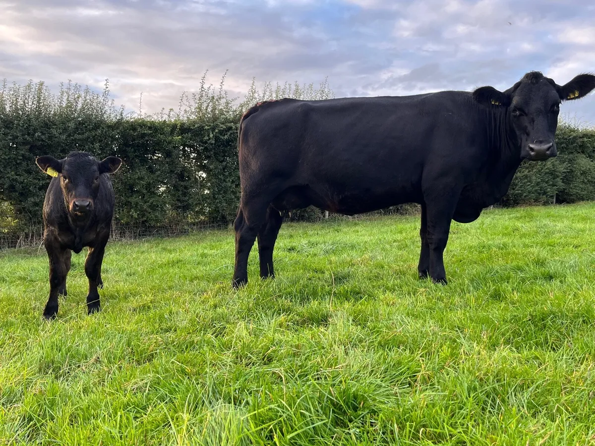 Ai Bred Aberdeen Angus Cow & Calf - Image 1