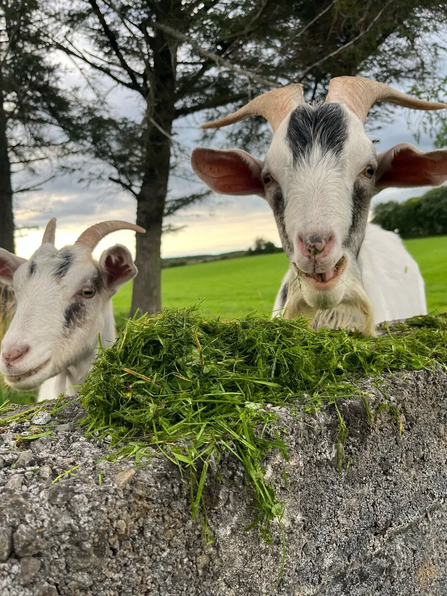 Goats - Image 1