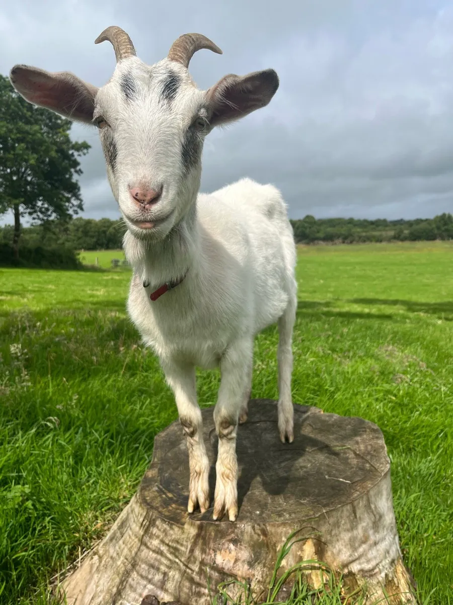 Goats - Image 3