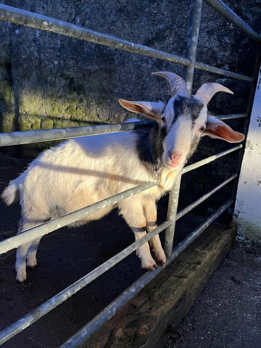 Goats - Image 4