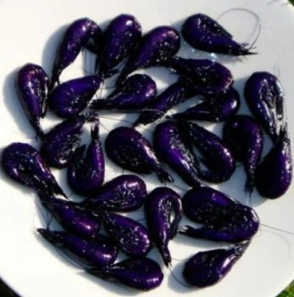 Fresh Dyed Purple Shrimp/ Prawns (with eggs) - Image 1