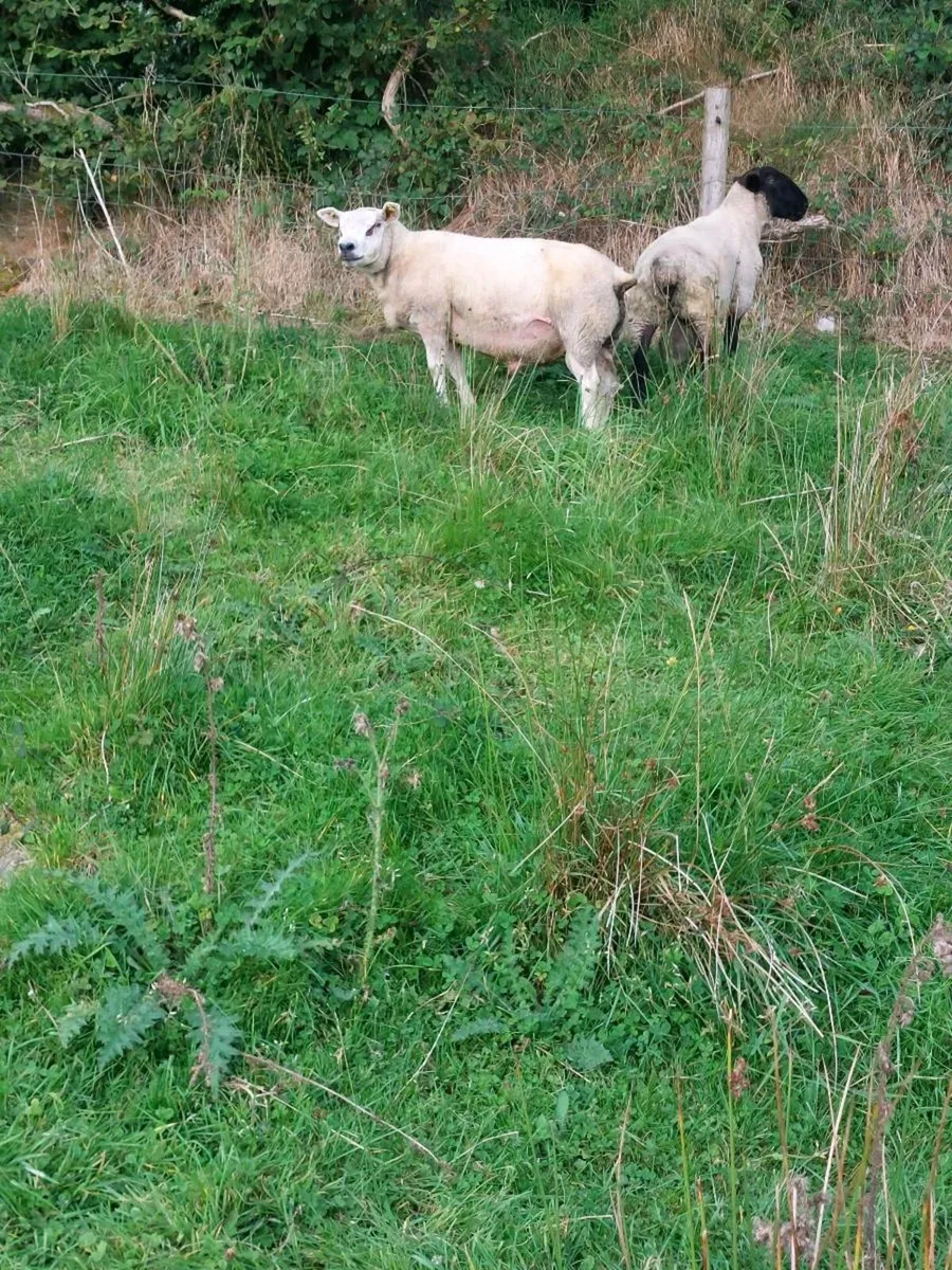 Texel Hogget Ram - Image 1