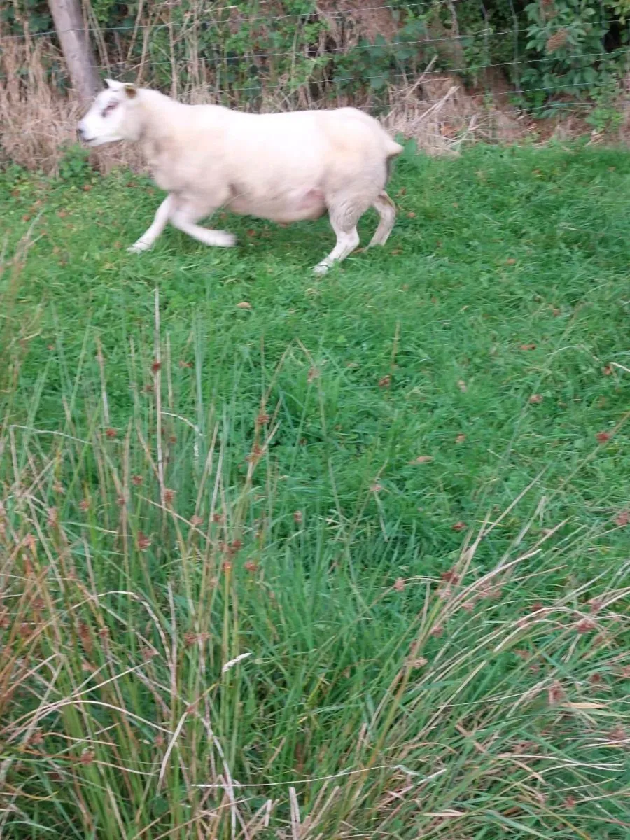 Texel Hogget Ram - Image 3