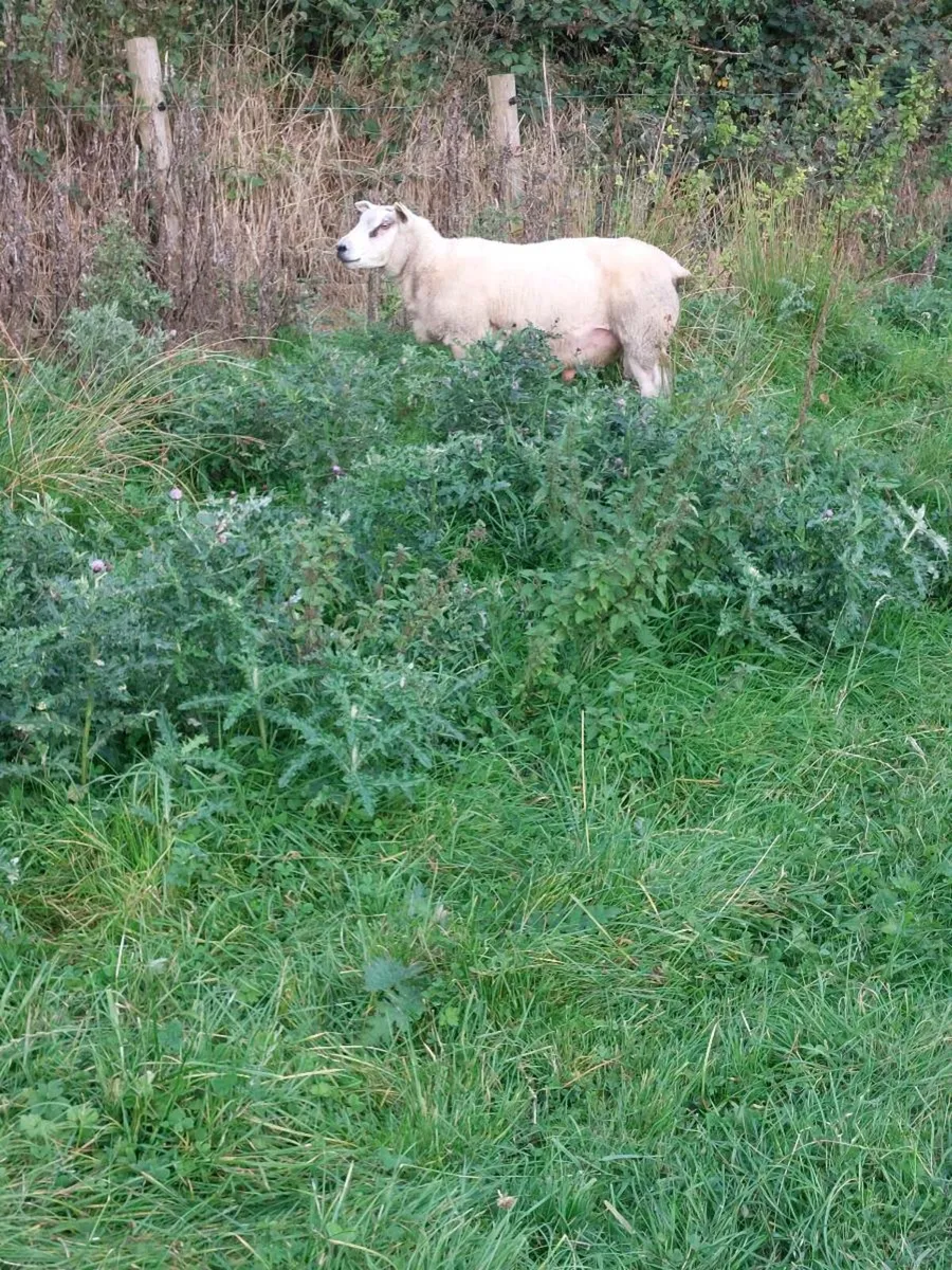 Texel Hogget Ram - Image 4