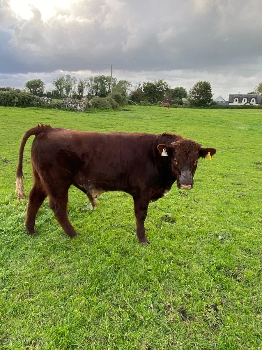 Shorthorn cow, heifer and bulls - Image 3
