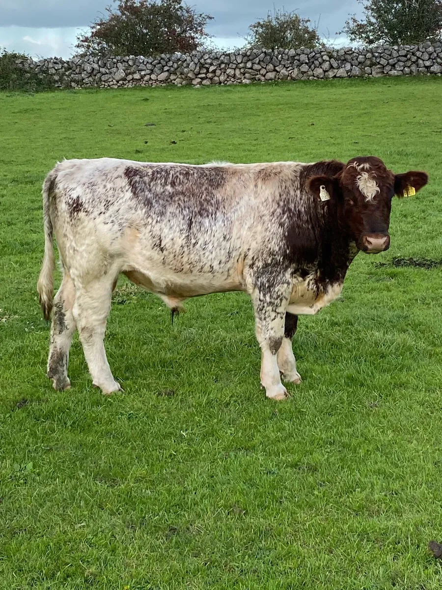 Shorthorn cow, heifer and bulls - Image 4