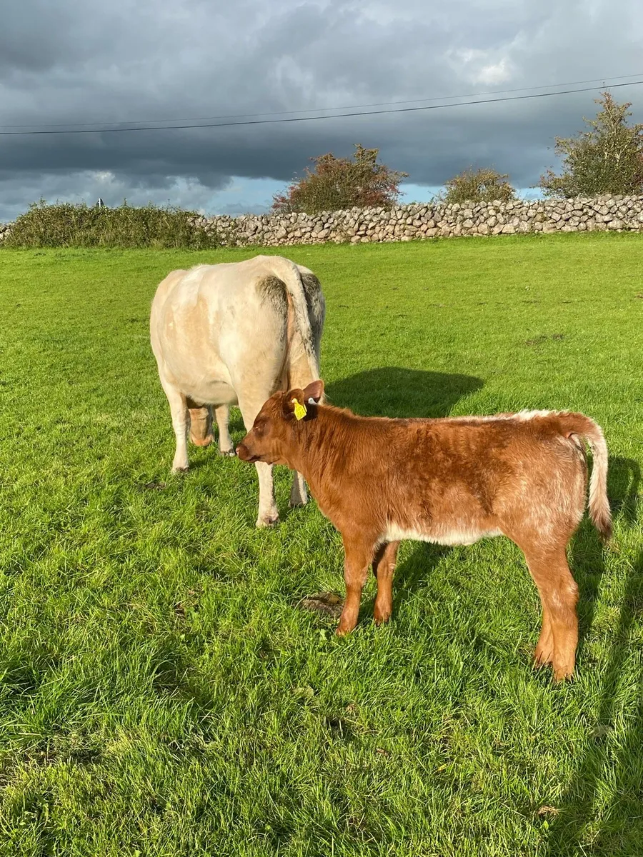 Shorthorn cow, heifer and bulls - Image 2