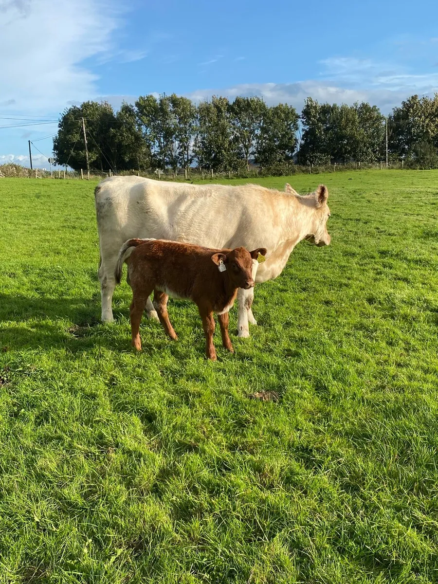 Shorthorn cow, heifer and bulls - Image 1