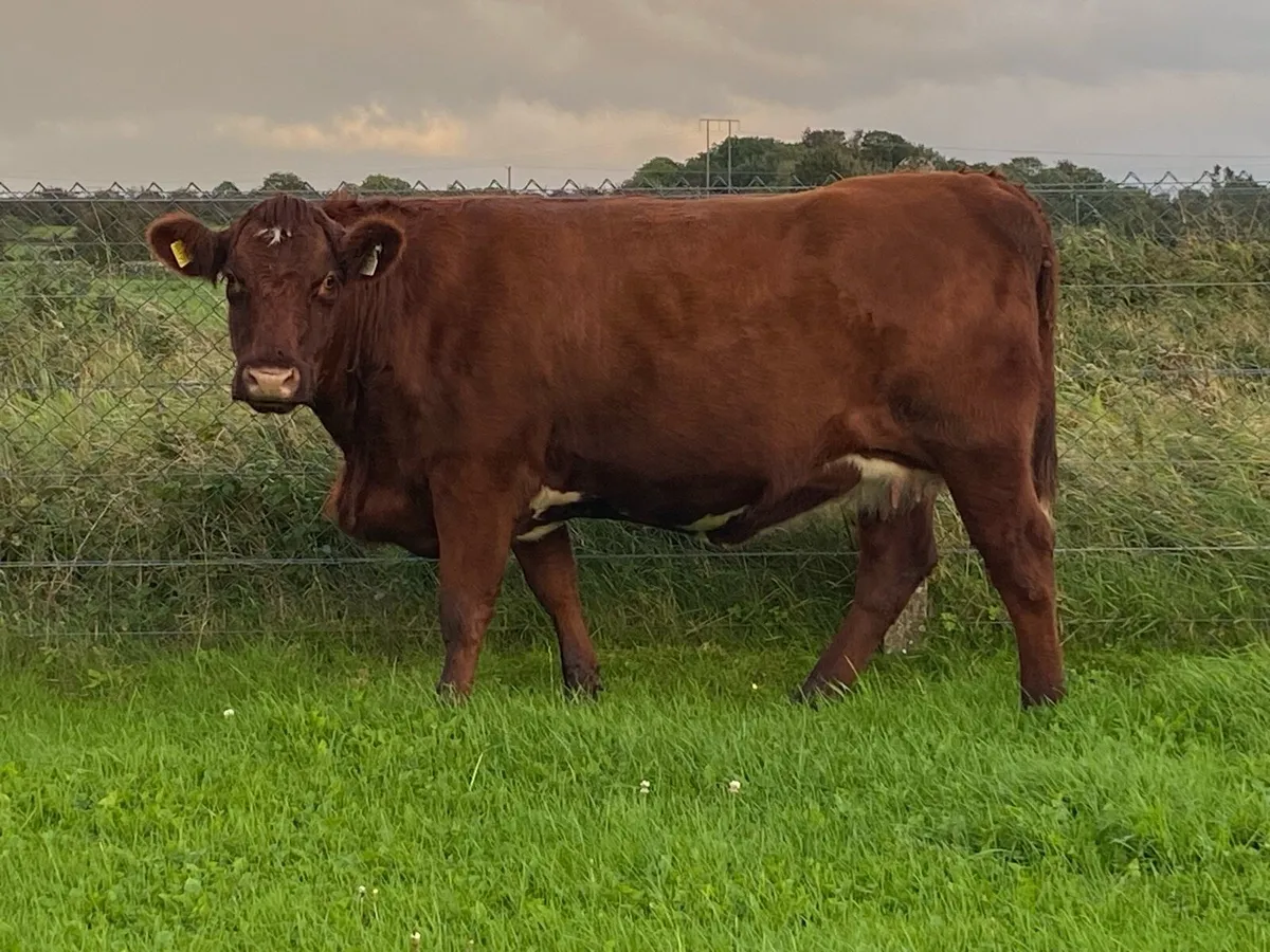 Shorthorn cow, heifer and bulls - Image 1