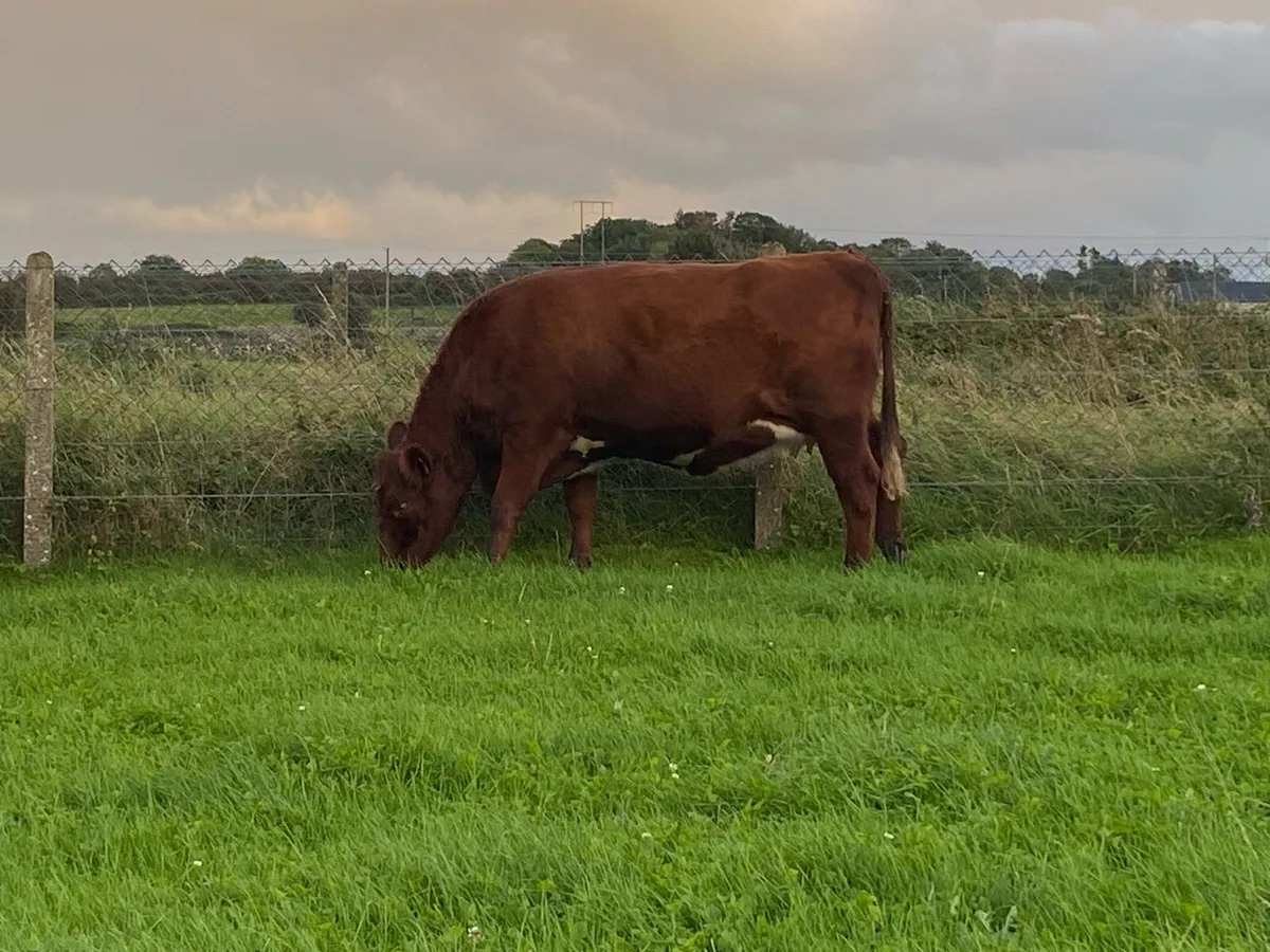 Shorthorn cow, heifer and bulls - Image 2