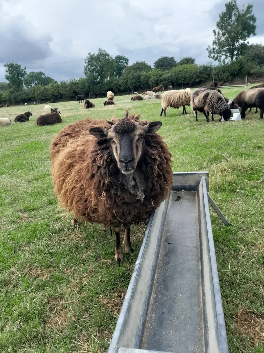 Shetland ewe lambs - Image 1