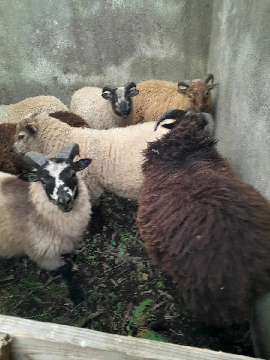 Shetland ewe lambs - Image 2