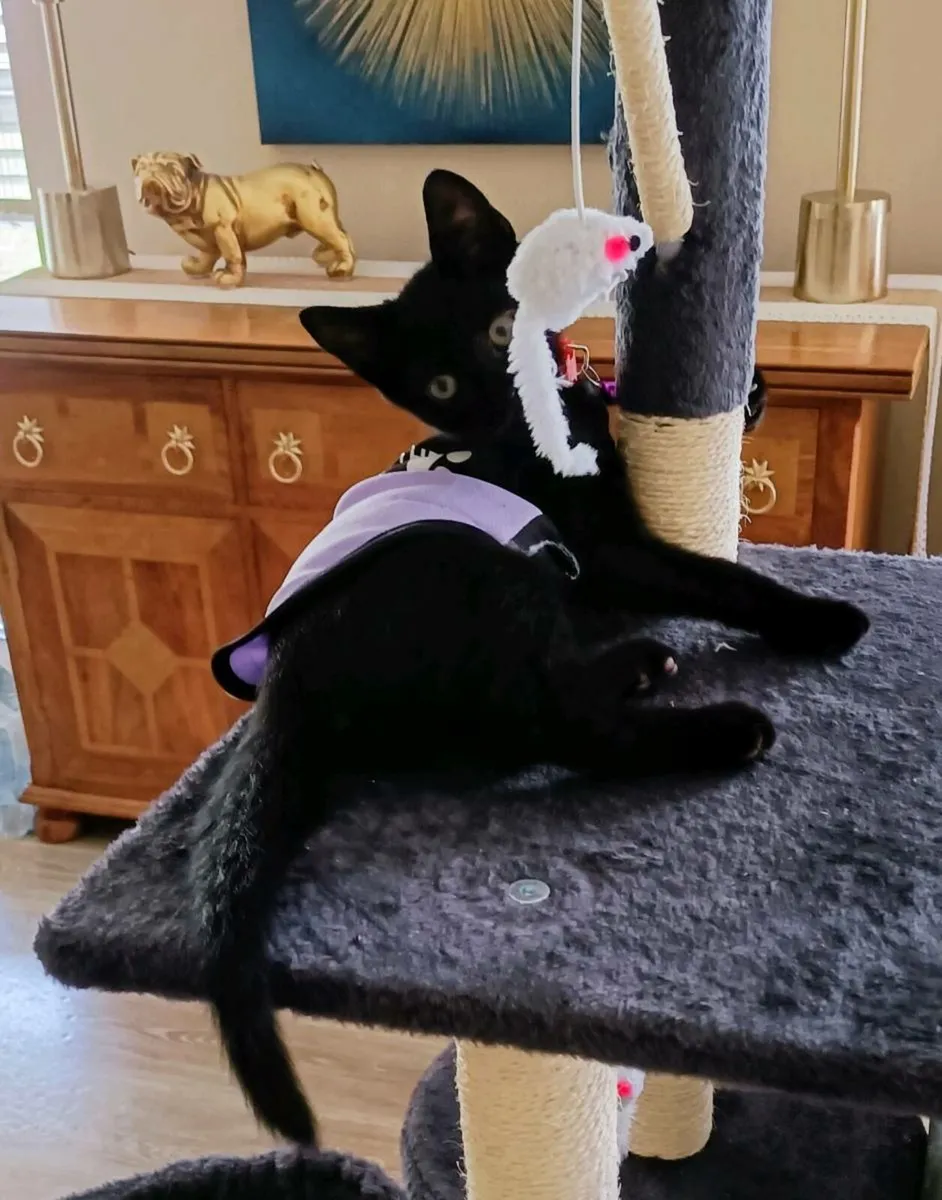 Jet Black Gorgeous Male Kitten. - Image 3