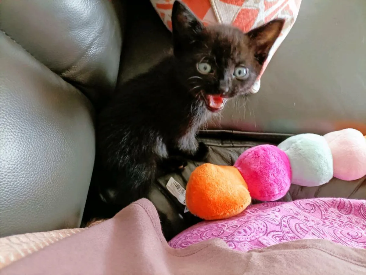 PENDING Jet Black Gorgeous Male Kitten. - Image 2