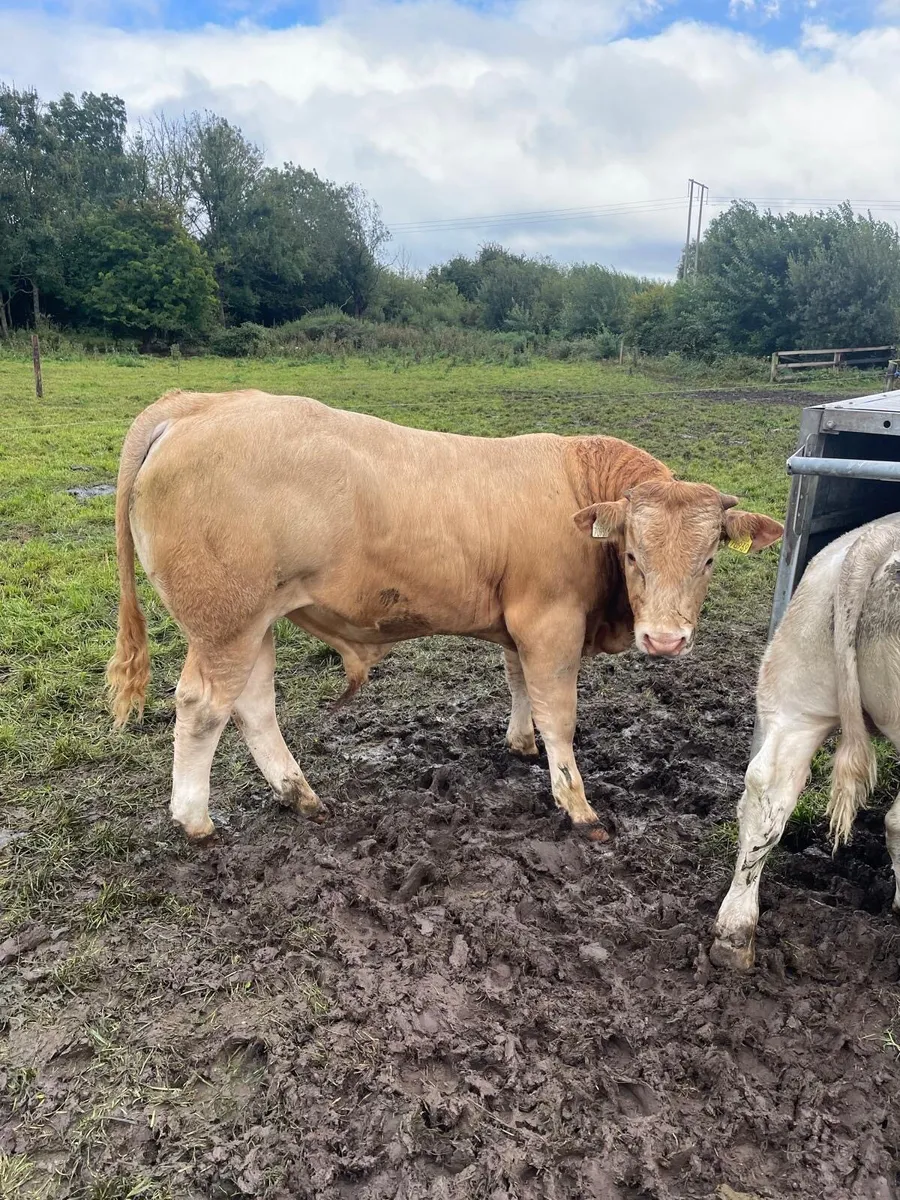 Kilcullen mart WEANLINGS wanted show&sale - Image 1