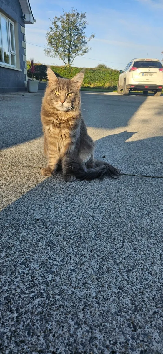 Main Coon - Image 2