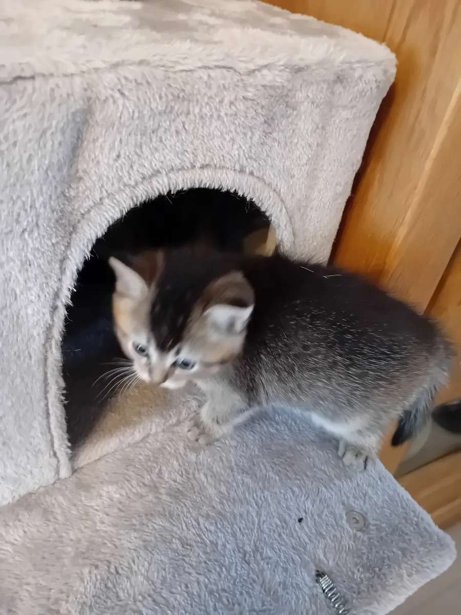 Kittens scottish fold - Image 2