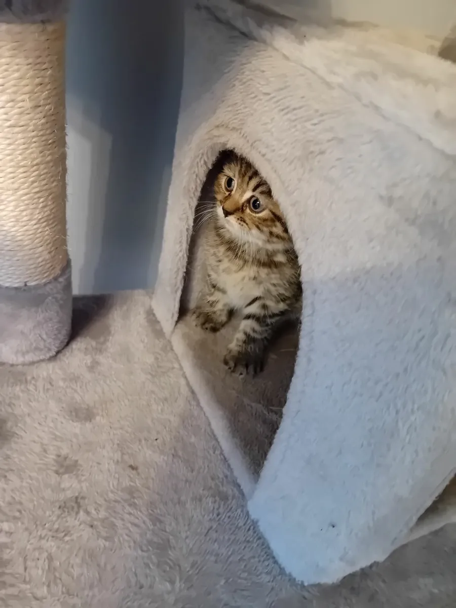 Kittens scottish fold - Image 3