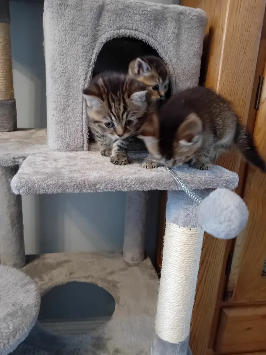 Kittens scottish fold - Image 1