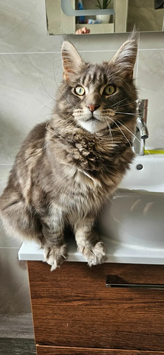 Main Coon - Image 1