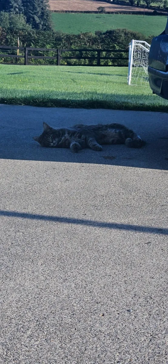 Main Coon - Image 4