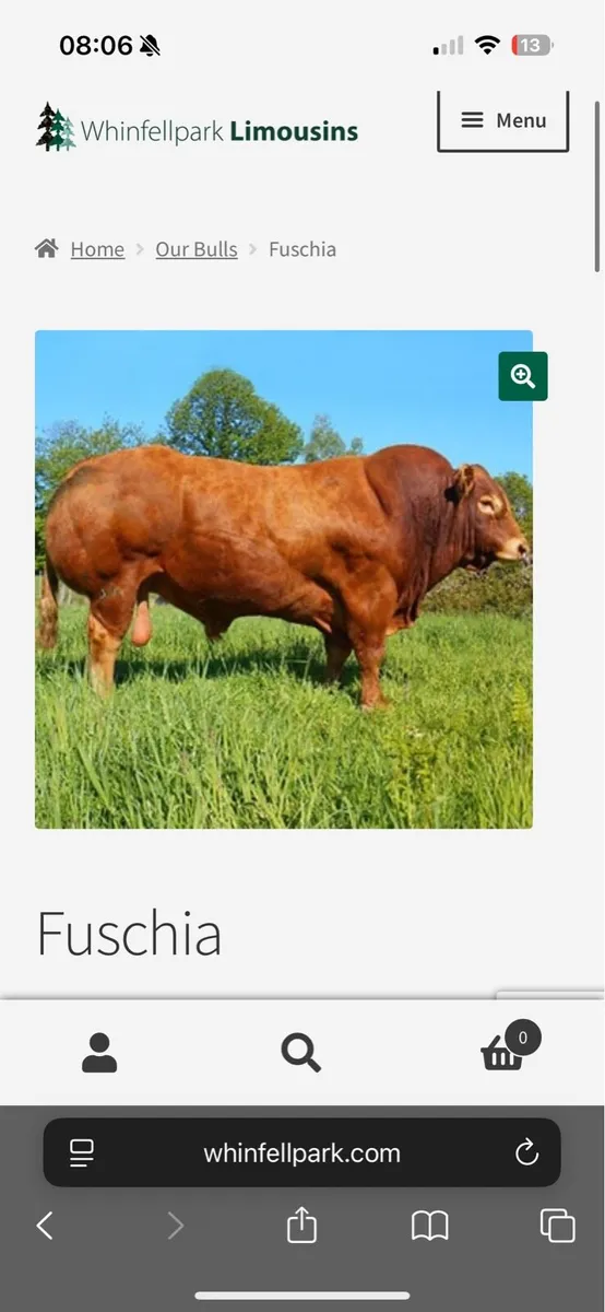 Limousin Bull - Image 1