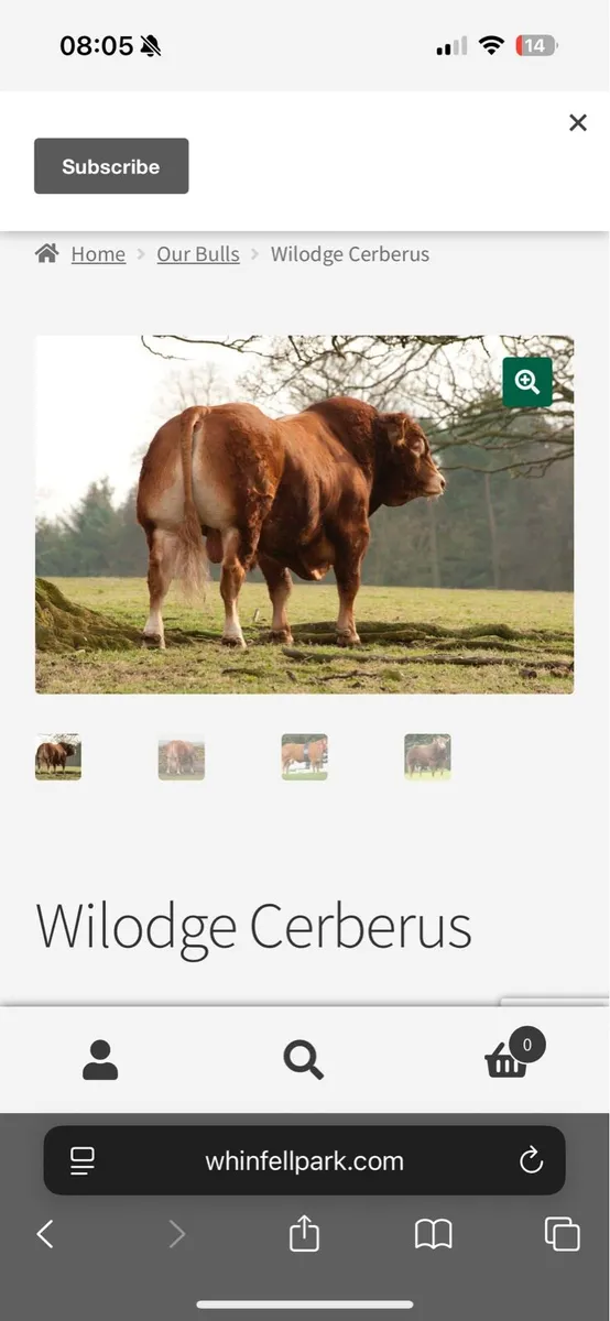 Limousin Bull - Image 2