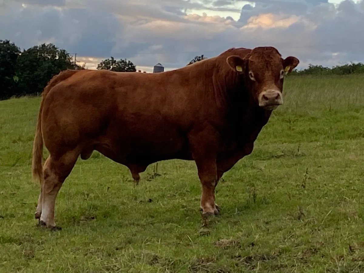 Limousin Bull - Image 4