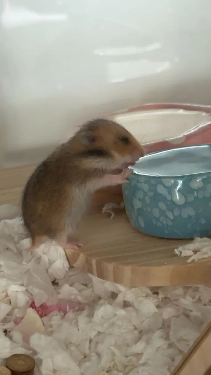 Baby Syrian hamsters - Image 2