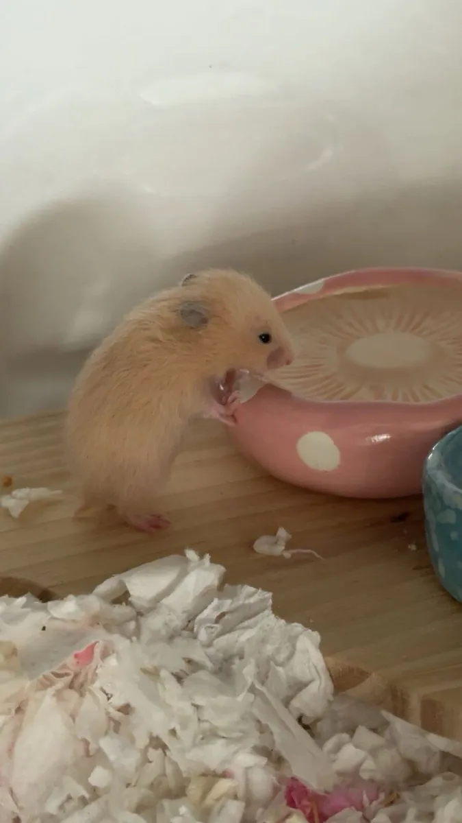 Baby Syrian hamsters - Image 3