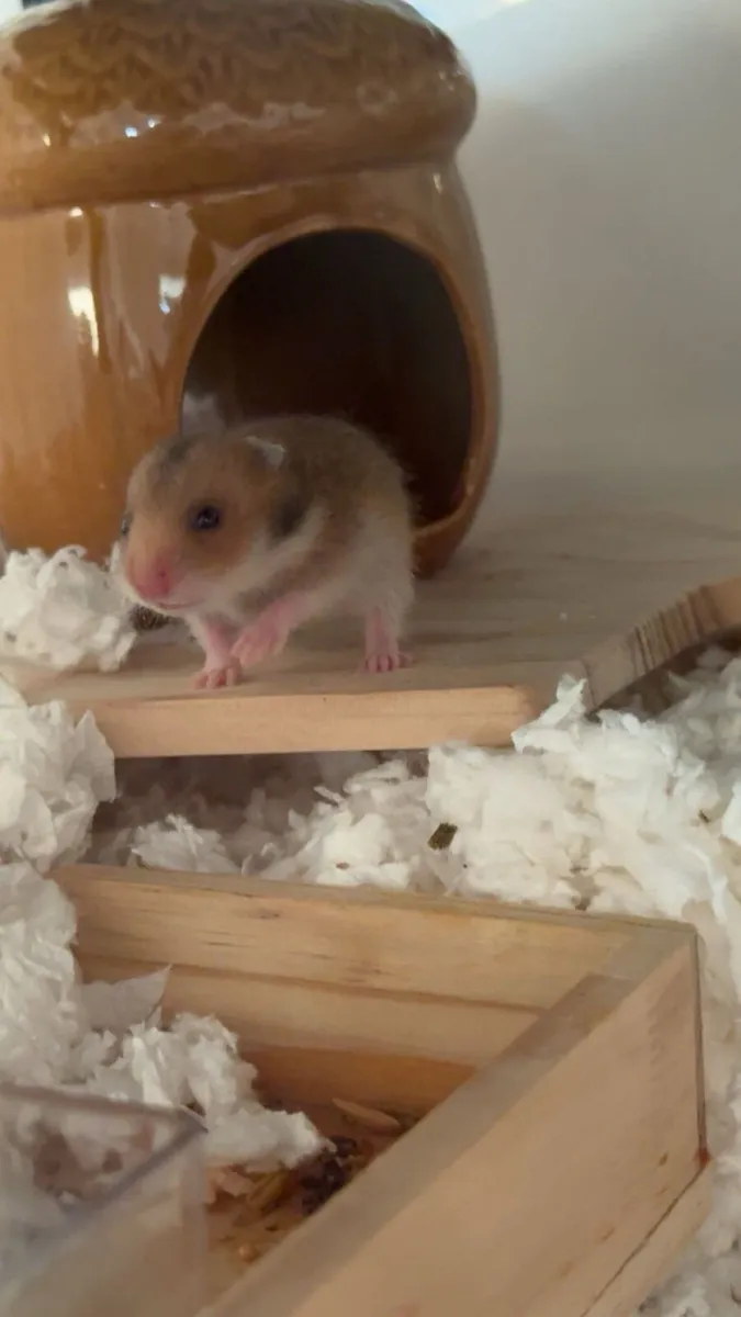 Baby Syrian hamsters - Image 4