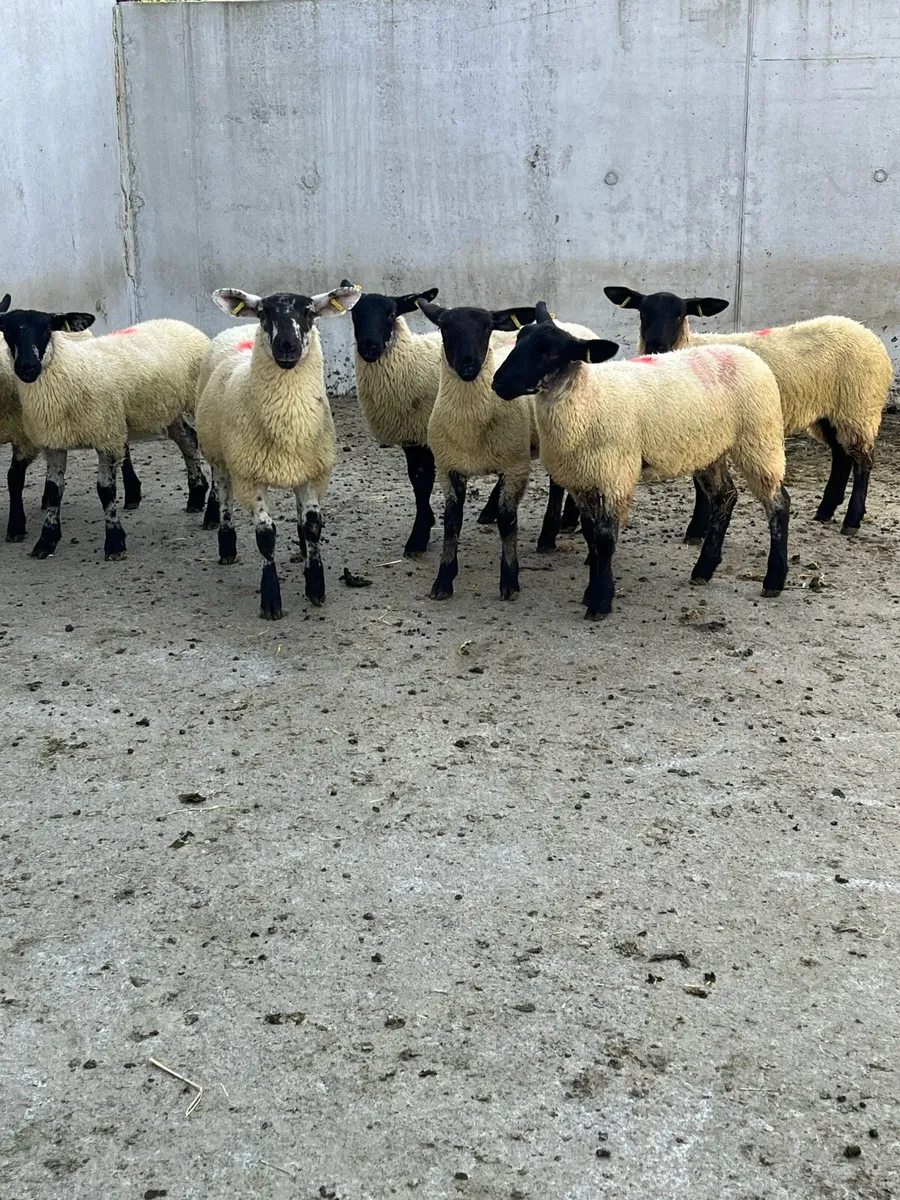 7 Suffolk Mule Ewe Lambs - Image 1